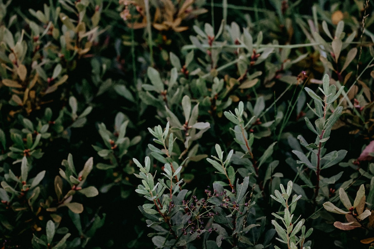 Herbalpurifyhealth szerkesztőség